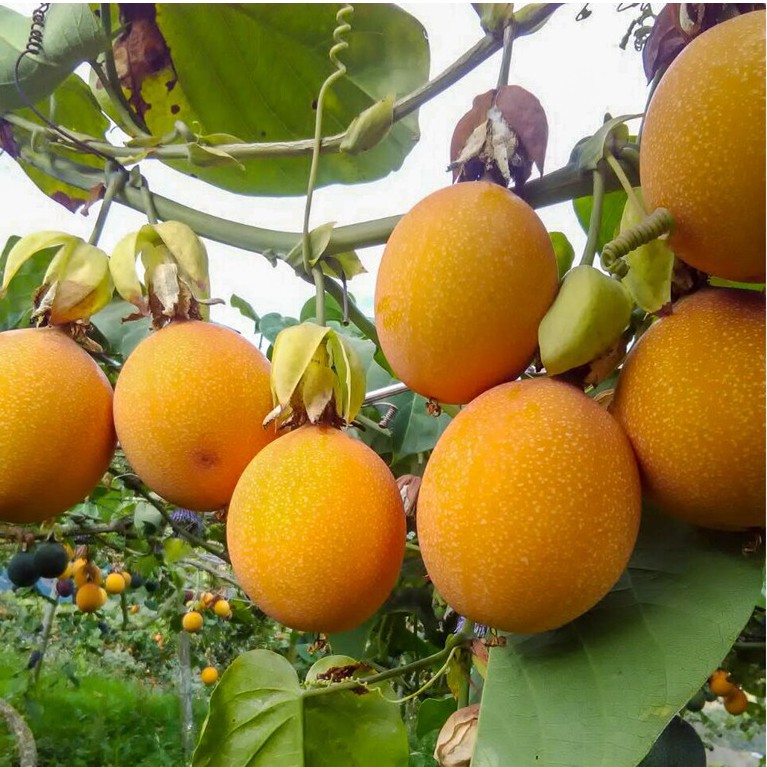 Cây chanh leo vàng ngọt colombia giống, bầu cây to khỏe, siêu sai quả giá rẻ