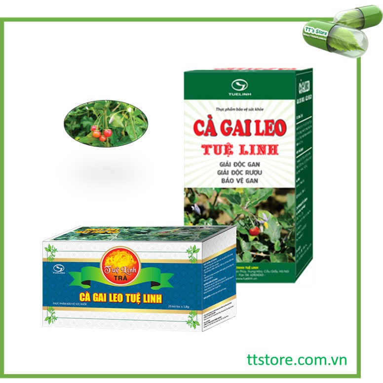 Cà gai leo Tuệ Linh - Trà cà gai leo Tuệ Linh
