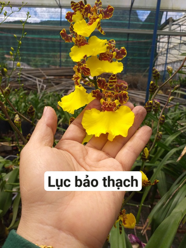 Hoa lan Vũ Nữ Lục Bảo thạch- chậu trưởng thành