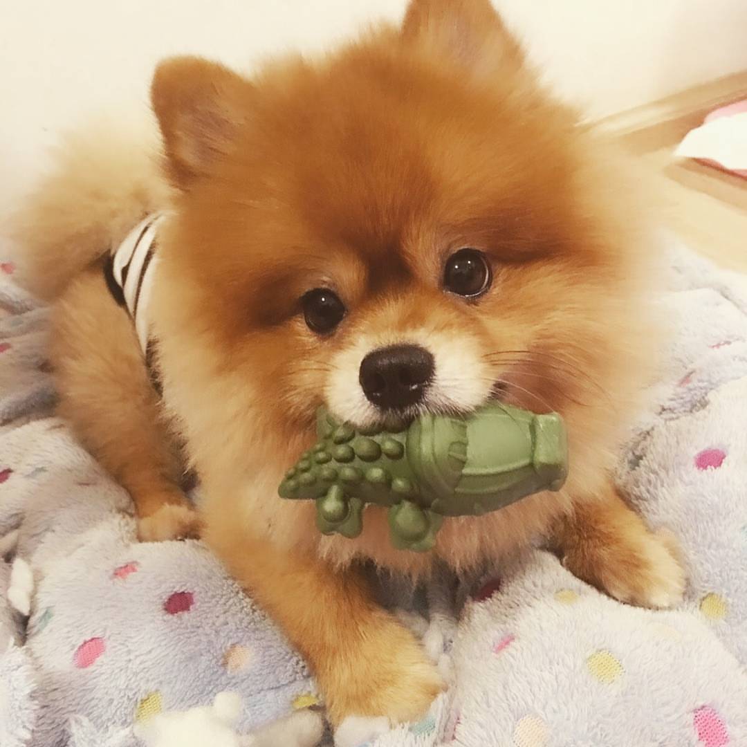 Snack xương gặm sạch răng,mài răng cho chó hình cá sấu crocgy - pet2go