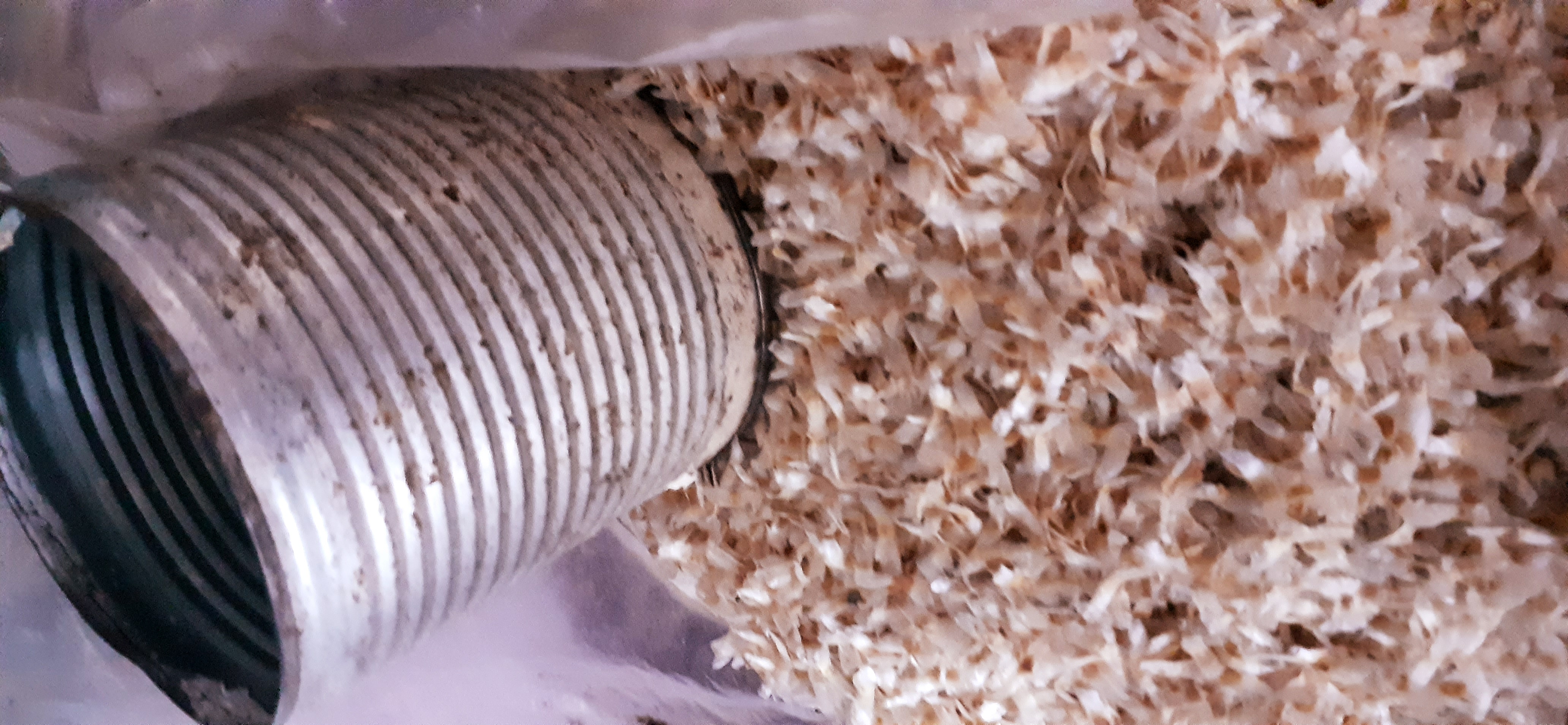 HẠT GIỐNG NÚC NÁC