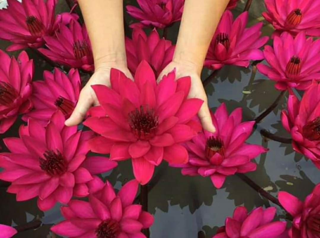 Hoa súng Mĩ dòng mới