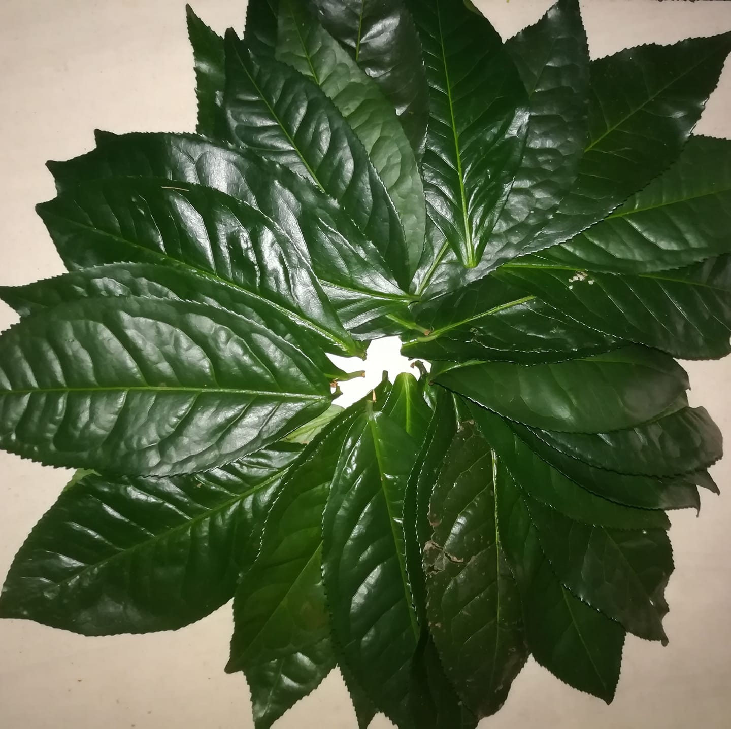 Trà thực dưỡng bancha