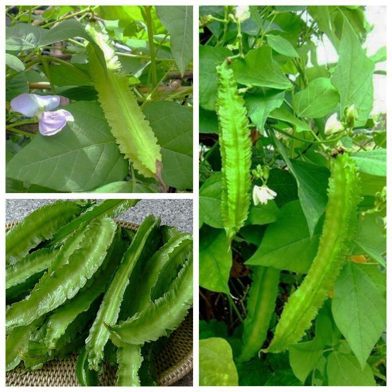 [HCM]Đậu rồng Rado 02_Gói 10gram . Dễ Trồng .