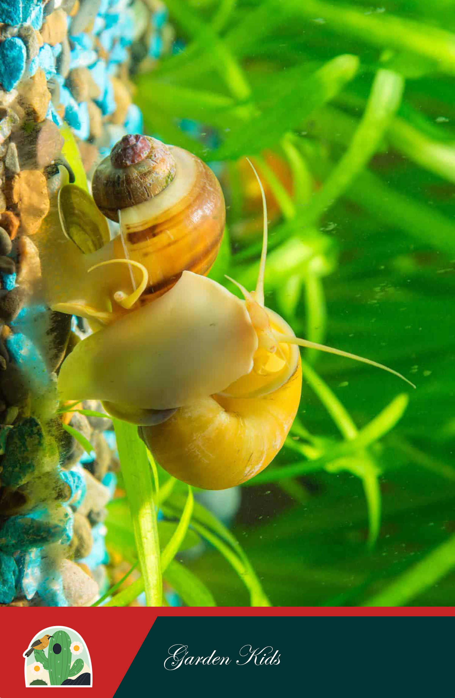 Combo 10 con ốc táo (1.5 cm) màu ngẫu nhiên dọn dẹp thủy sinh (tặng 1 con)