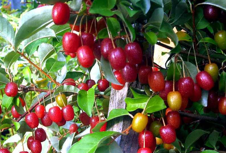 combo 2 cây nhót ngọt mỹ có bảo hành chỉ 60k