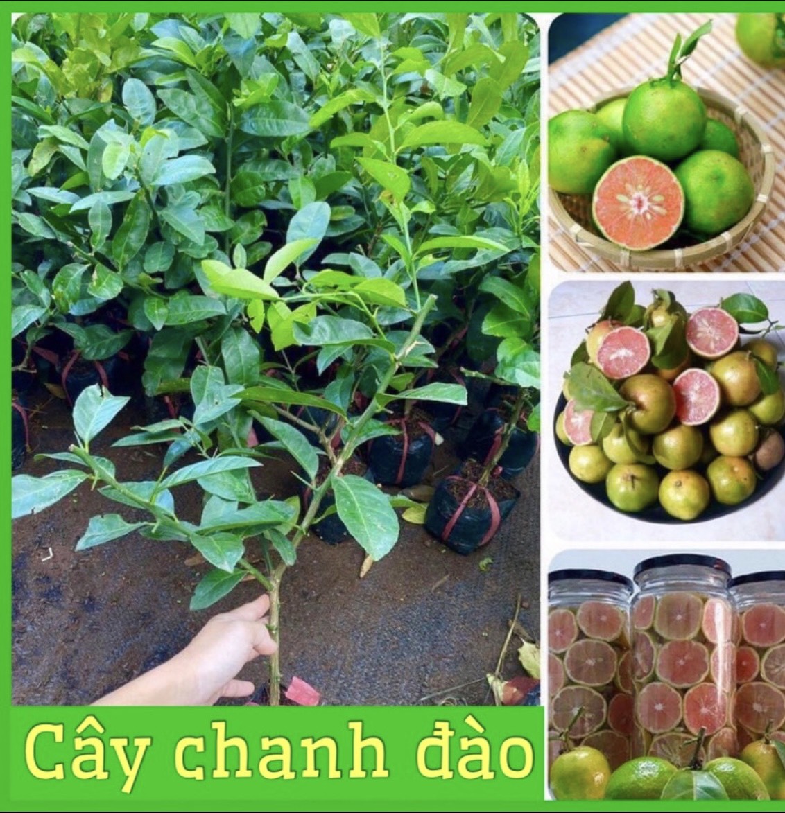 Cây giống chanh đào siêu trái f1 cây ghép mắt khỏe mạnh không sâu bệnh