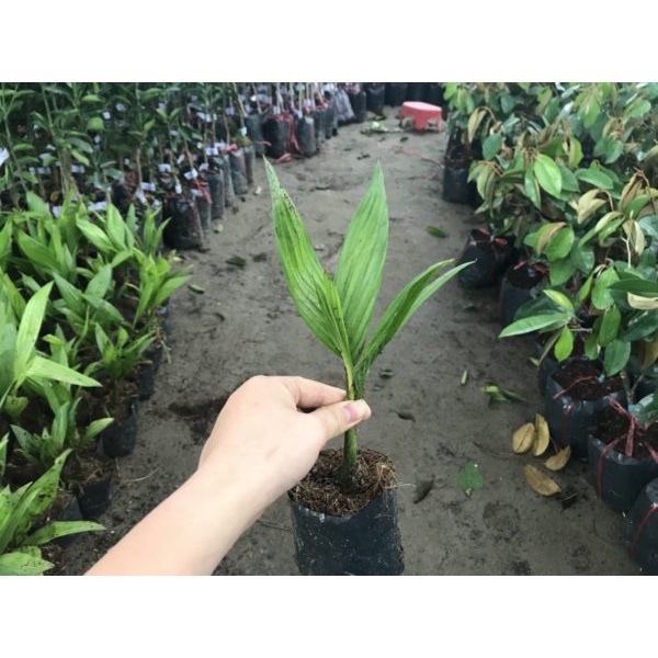 Cây giống cau tứ quý quả quanh năm