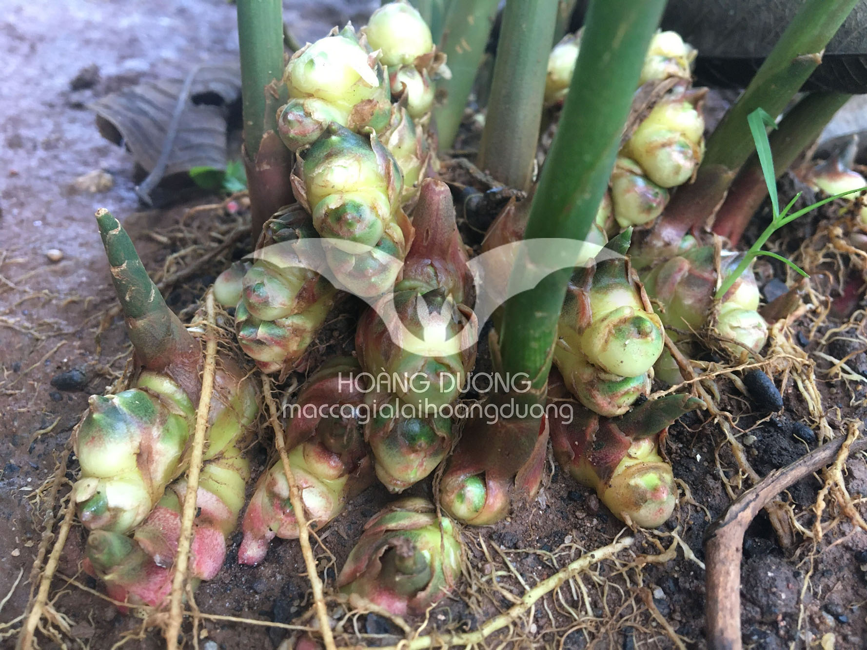 Gừng sẻ Tây Nguyên tươi sạch organic Gia Lai