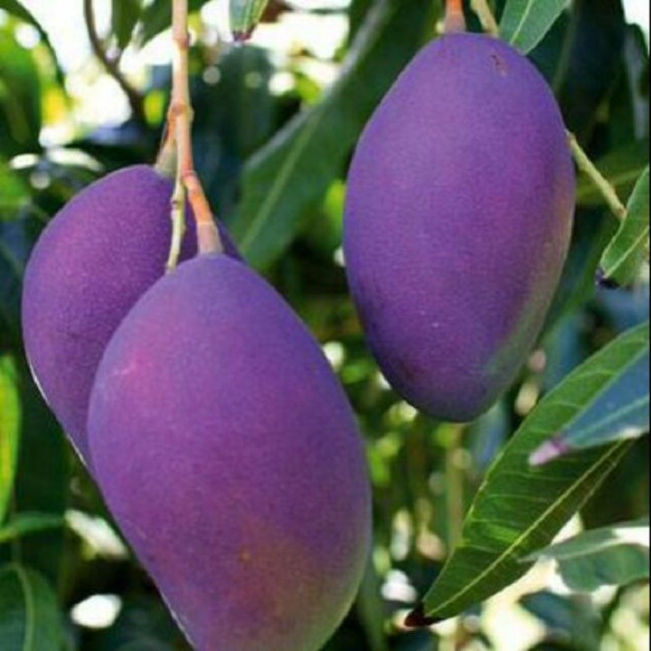 CÂY GIỐNG XOÀI TÍM SIÊU QUẢ- GIỐNG CHUẨN F1