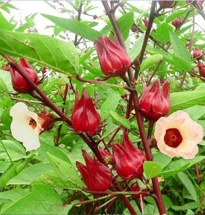 "Gói 10 "Hạt Giống Cây Atiso Đỏ ( Bụp Giấm) [Seeds]