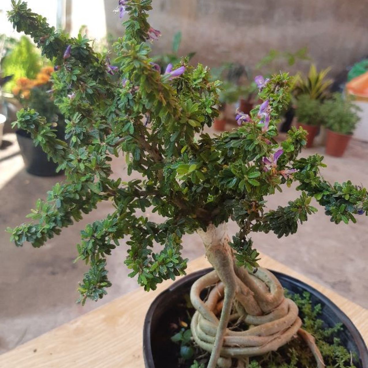 linh sam hạt gạo