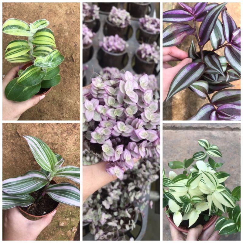 Bộ sưu tập thài lài