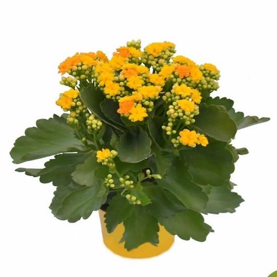 Cây Sống Đời Mix Màu - Chậu Cây Cảnh