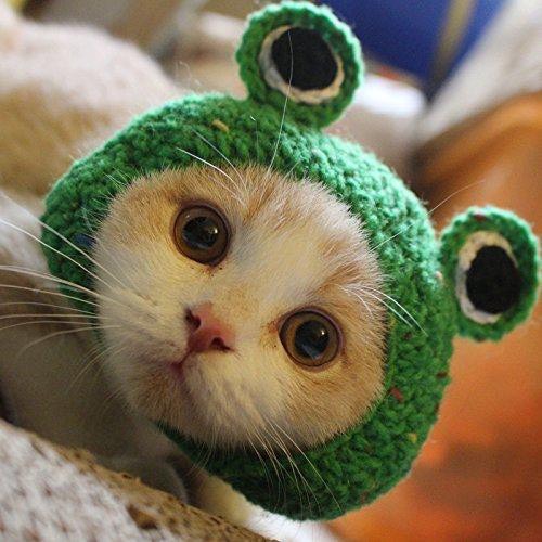 Mũ đội đầu cho mèo hình ếch xanh đáng yêu