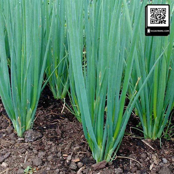 Hạt giống hành hoa (hành lá) - Miễn Phí Vận Chuyển khi đơn đạt giá trị tối thiểu