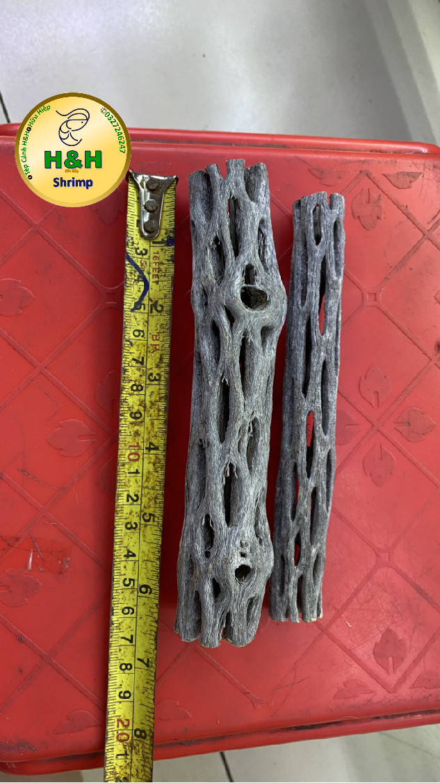 Lũa cholla trang trí cho bể tép