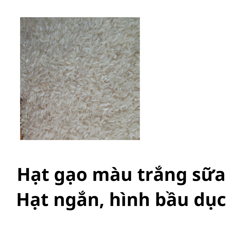 Gạo thơm lài 5kg giá rẻ, ăn được, bình dân