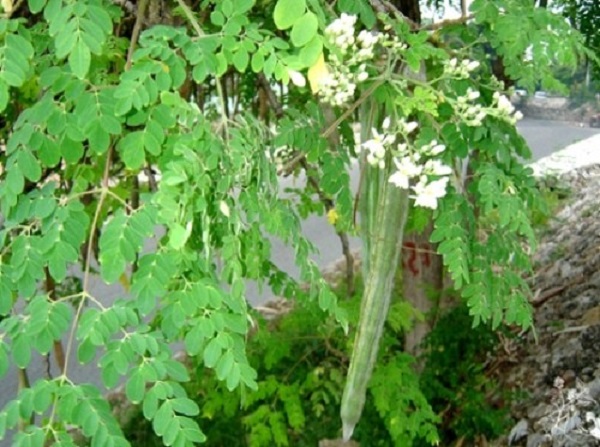 Cây giống chùm ngây
