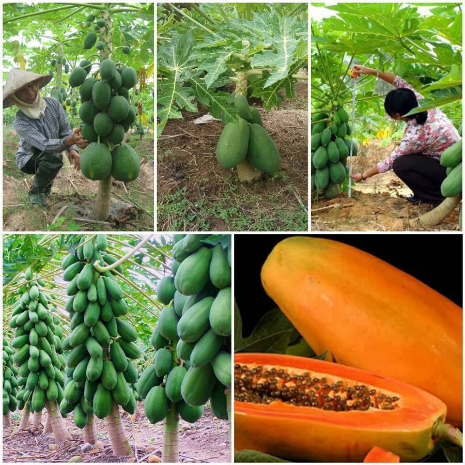 Hạt giống đu đủ lùn  da xanh siêu trái - 1 gói 10 hạt