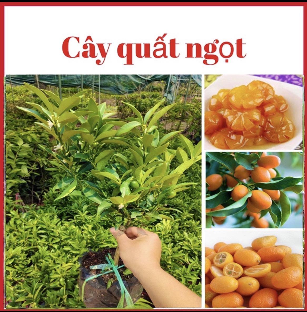 Cây quất ngọt siêu trái cho trái tứ quý quanh năm cây cao từ 40-60cm phù hợp mọi thời tiết rất dễ trồng
