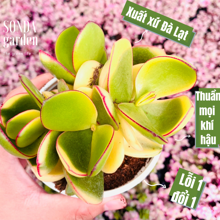 Sen đá thạch bích var size trung bình khỏe đẹp lỗi 1 đổi 1
