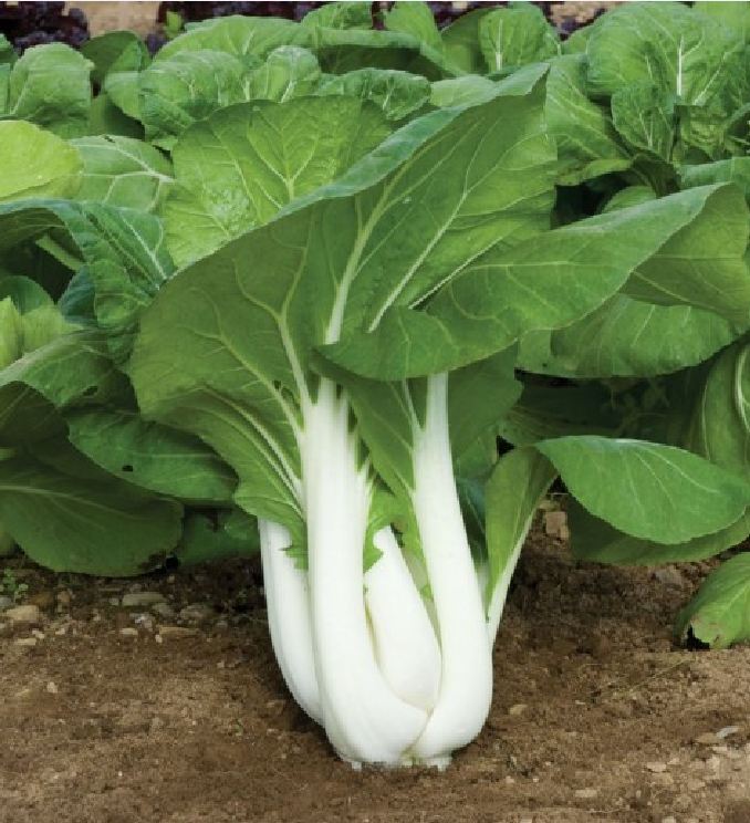 Gói 1kg hạt giống rau cải bẹ trắng - sthgt