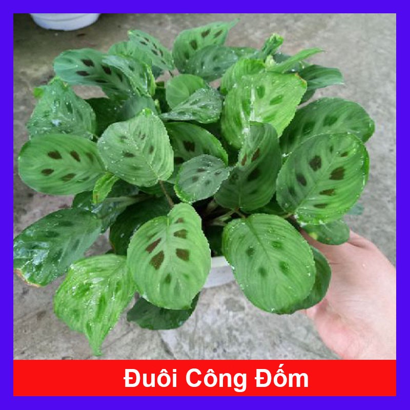 Cây đuôi công đốm - cây cảnh để bàn - cây cảnh mini - caykiengsadec