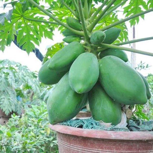 Hạt Giống Đu Đủ Lùn Ruột Gấc Ngân Lượng 5 Hạt