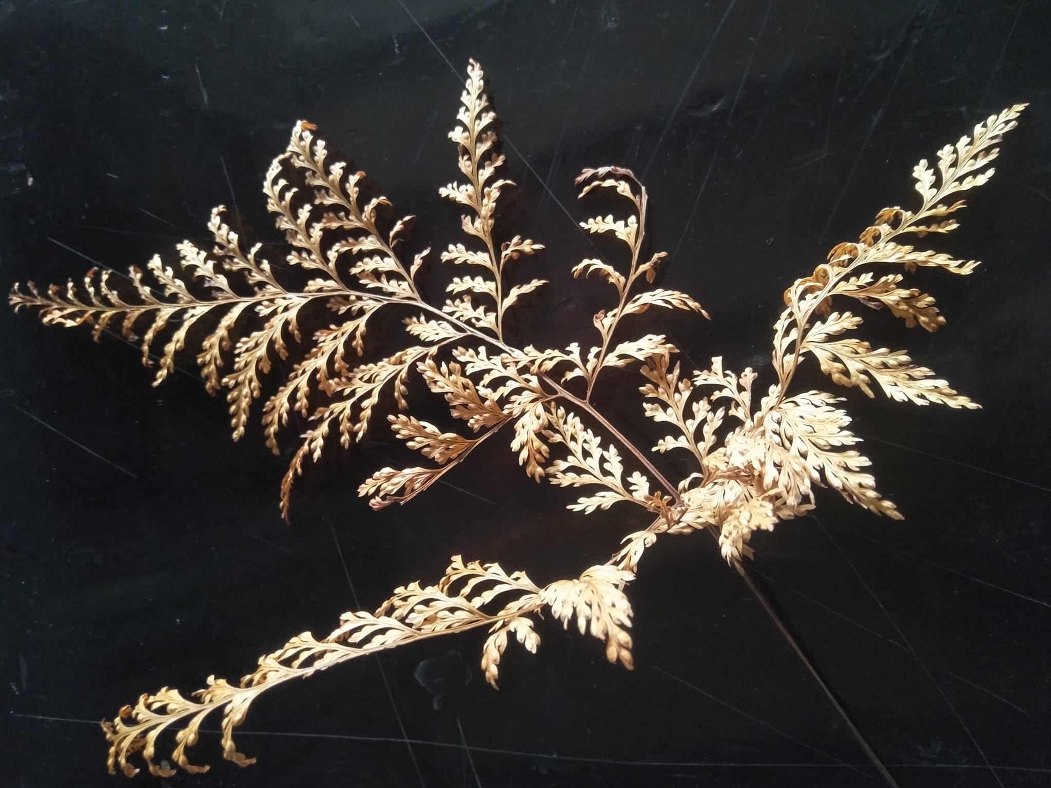 Lá dương xỉ khô tự nhiên đà lạt làm đồ trang trí resin, decor..., 3 cành, chiều dài lá 10 -25cm