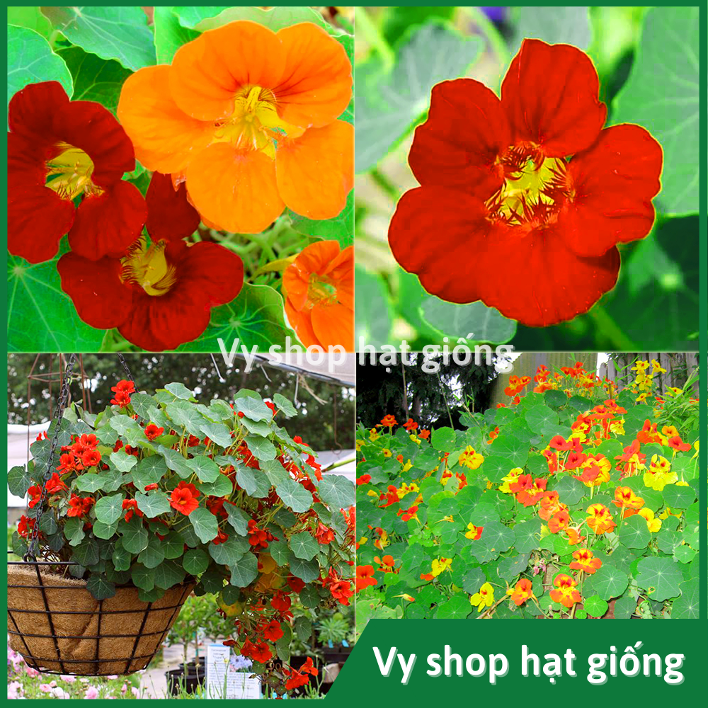 Hạt giống hoa sen cạn thân leo hoặc bò rủ - gói 10 hạt