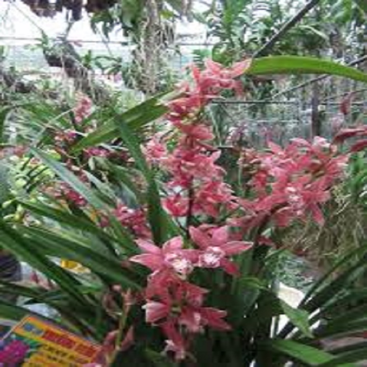 CHẬU ĐỊA LAN CỌP ĐỎ (ĐỊA LAN TIGER, ĐỊA LAN HỔ ĐỎ, ĐỊA LAN CỌP ĐẦU ĐỎ), HOA NỞ CHUẨN TẾT - NCDLCDDNT