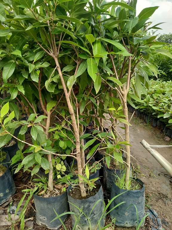 1 cây vối nếp trong 1 tháng uống không hết