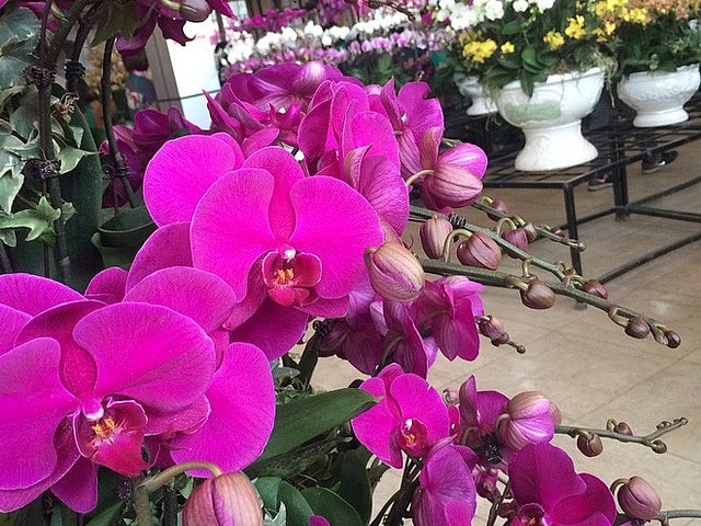 Lan hồ điệp đại chưa ngồng hoa