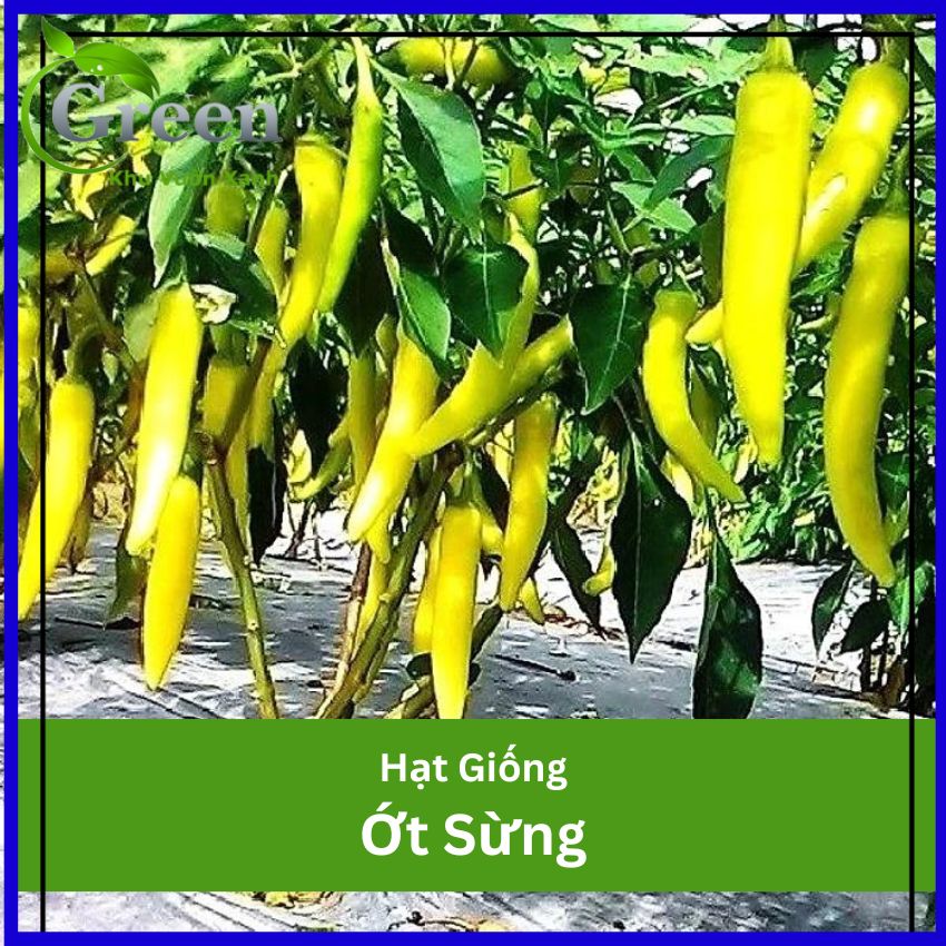 Hạt Giống Ớt Sừng