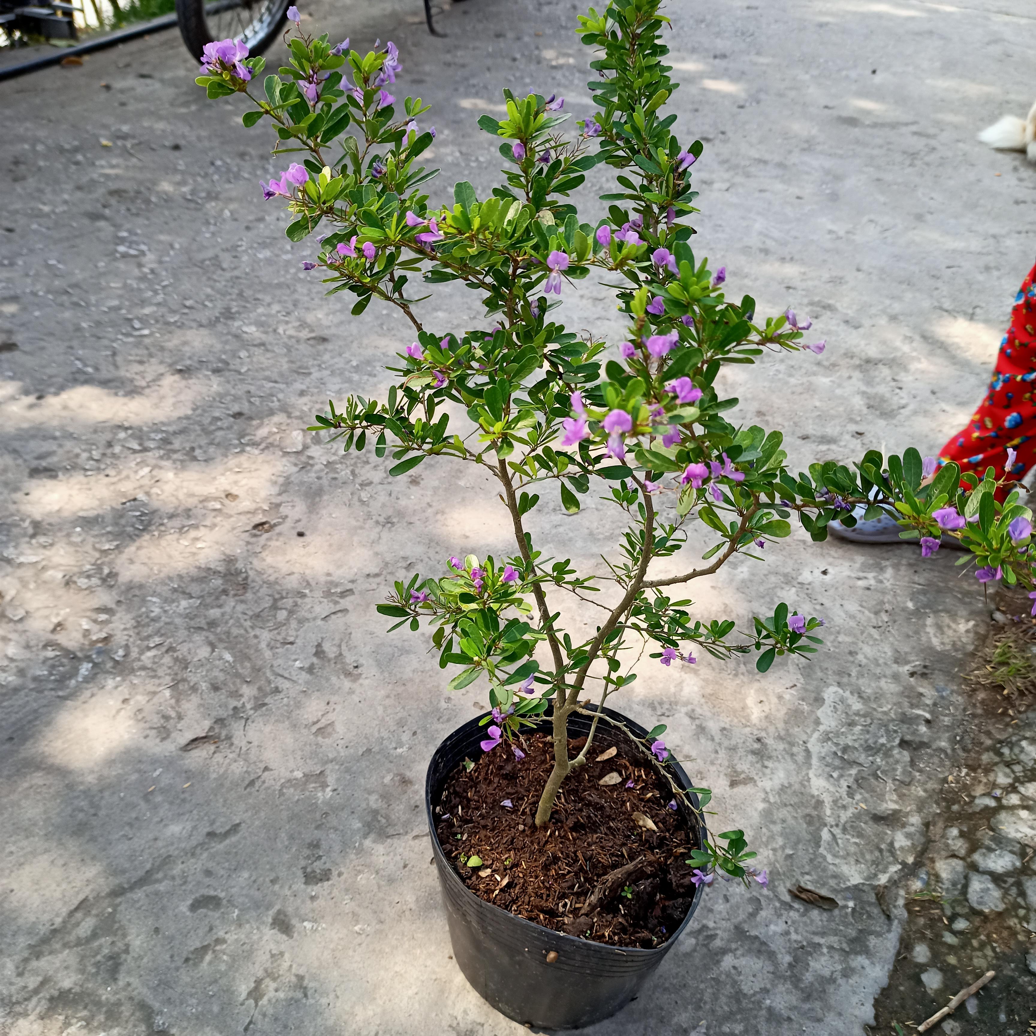 Cây linh sam siêu nụ, linh sam núi, linh sam bonsai - Summer Garden