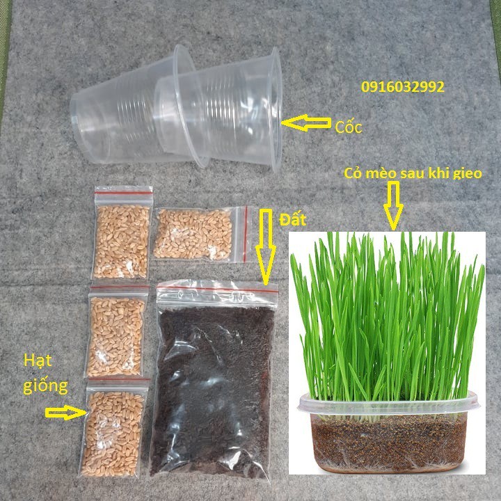 Hạt Giống Cỏ Mèo