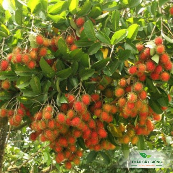 Cây giống chôm chôm Thái - Cây Đẹp Đúng Giống