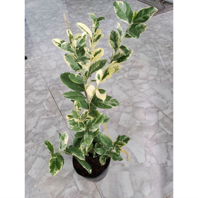 Chanh cẩm thach