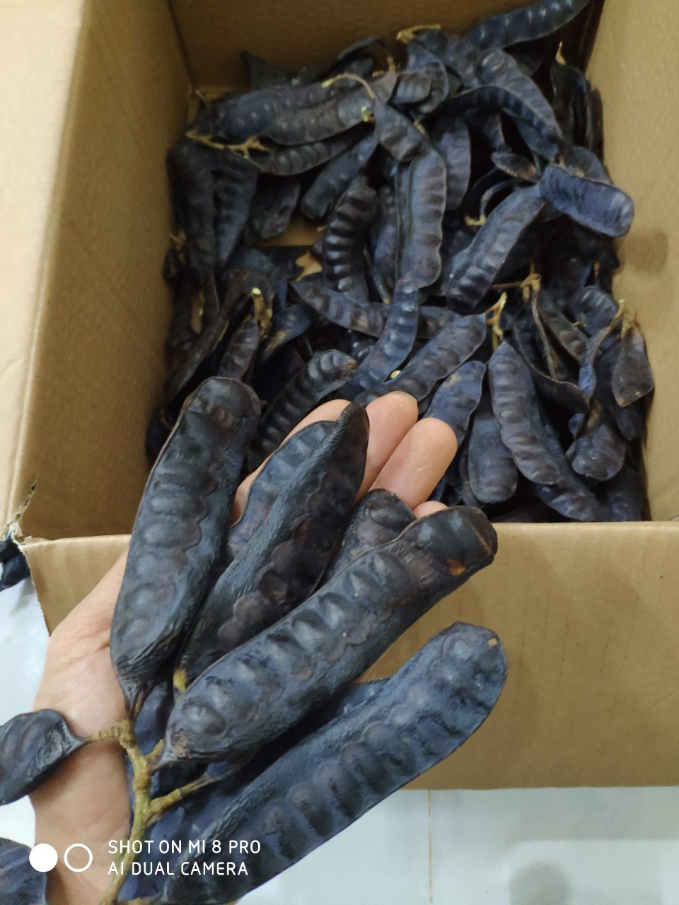 Bồ kết khô 500g hàng đẹp nguyên quả hình thật