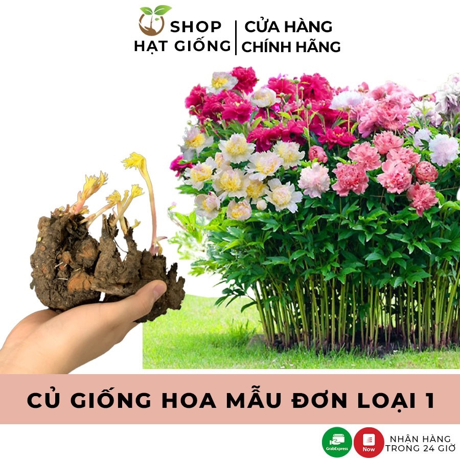 Hot-selling household goods Củ hoa mẫu đơn cánh kép nhiều màu củ cây hoa mẫu đơn đã nảy nhiều mầm