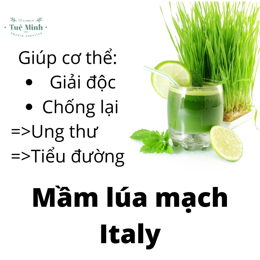 Hạt Giống Mầm Lúa Mạch túi 1kg
