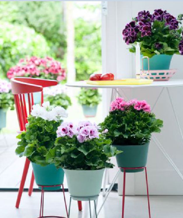 Hạt giống hoa ThiênTrúc Quỳ Mix gói 10 hạt