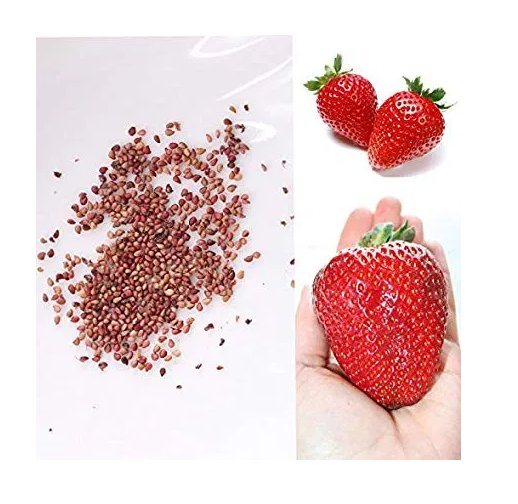 100hạt dâu tây đỏ quả to chịu nhiệt của Nhật