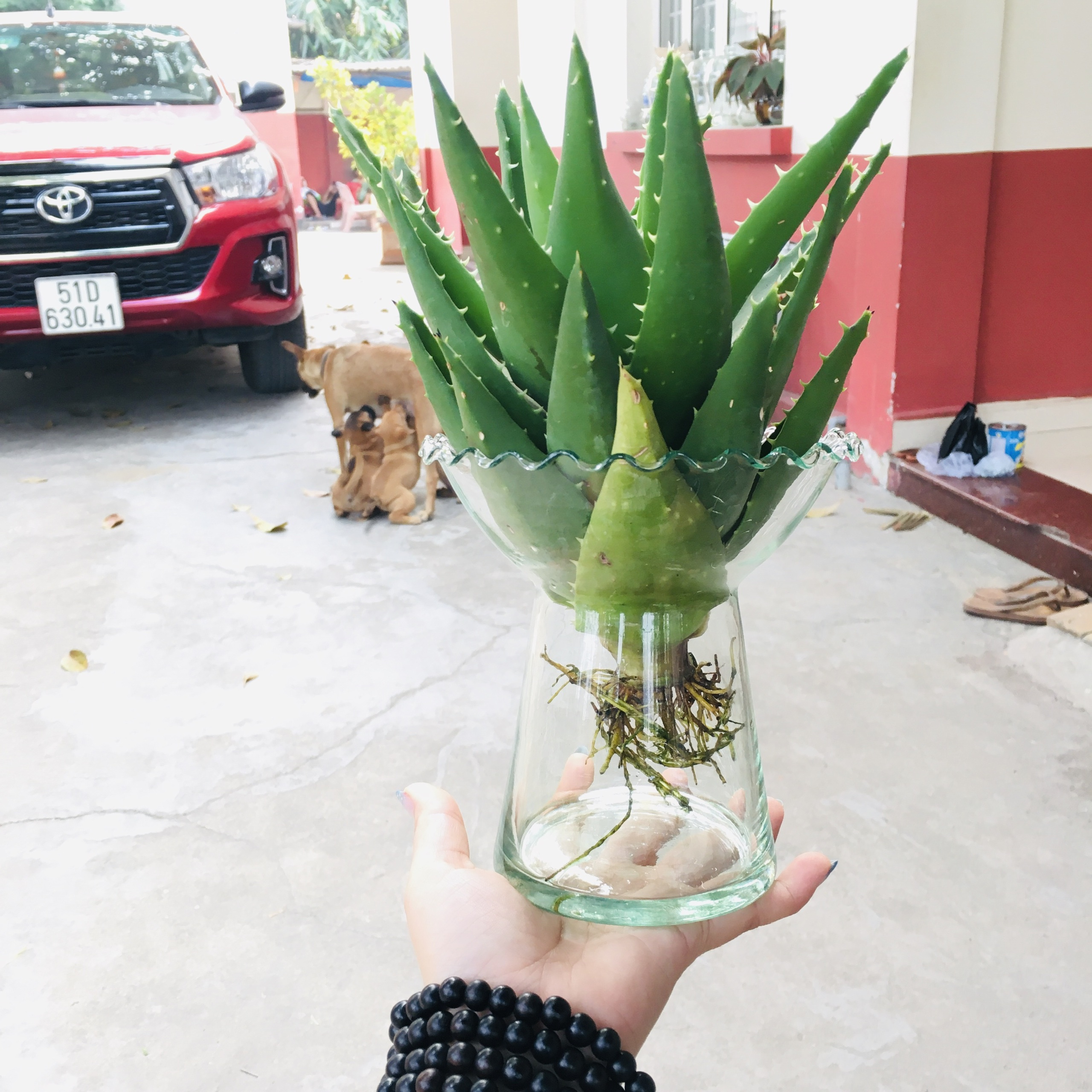 [HCM]Ly đựng phật thủ lọ thủy tinh trồng cây nuôi cá nha đam thủy canh để bàn phong thủy15cm x 15cm  hydroponic mini fish tank ML-PT2