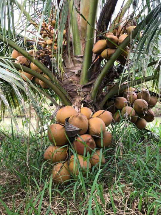 Dừa xiêm đỏ lùn
