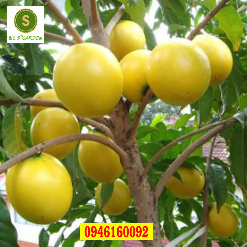 Cây Giống Vú sữa - Đủ Loại