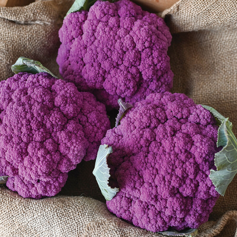 Gói 10 hạt giống bông cải tím Mỹ Purple Moon