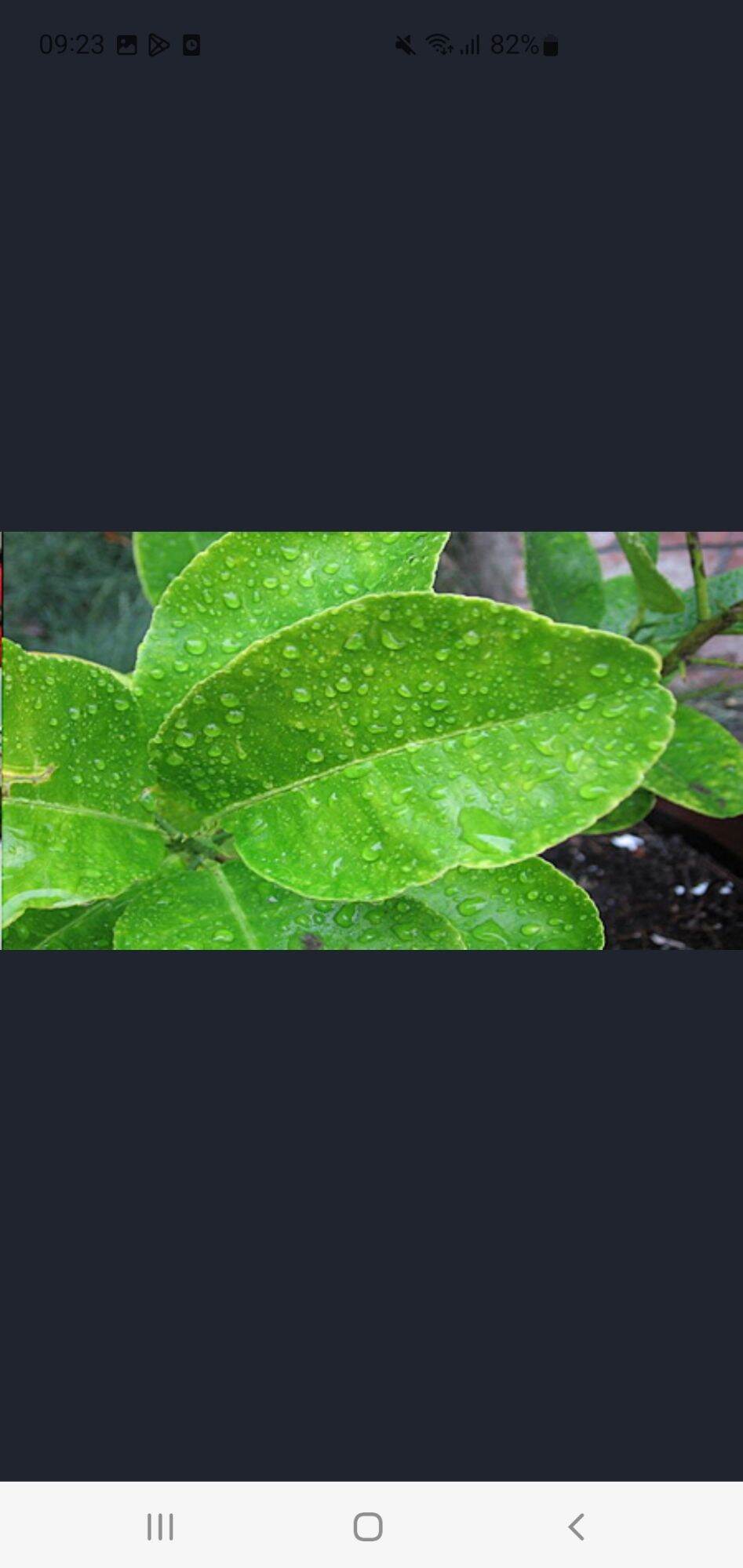100gr lá chanh