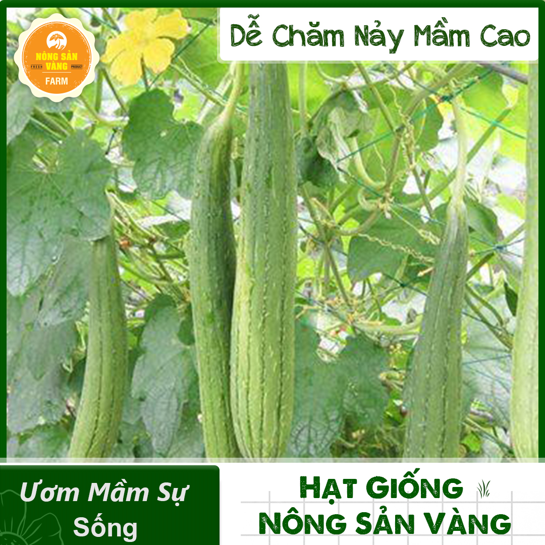 Hạt Giống Mướp Ta (Mướp Hương), Tỷ Lệ Nảy Mầm Cao, Sinh Trưởng Khỏe, Dễ Trồng - Nông Sản Vàng